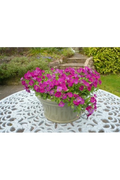 Компактна Обрієта у вазоні для тераси